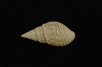 藏品(瘤蜷)的圖片